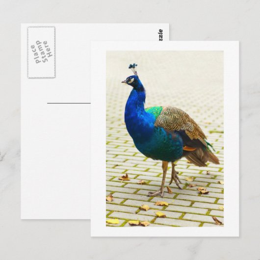 Schöner Pfau Postkarte (Vorne/Hinten)