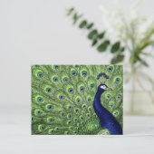 Schöner Pfau Postkarte (Stehend Vorderseite)