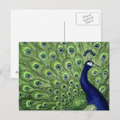 Schöner Pfau Postkarte (Vorne/Hinten)