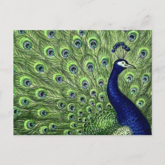 Schöner Pfau Postkarte (Vorderseite)