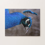 Schöner Pfau Puzzle (Horizontal)
