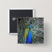 Schöner Pfau spreizt farbenfrohe Federn Button (Vorne & Hinten)