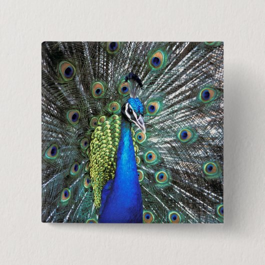 Schöner Pfau spreizt farbenfrohe Federn Button (Vorderseite)