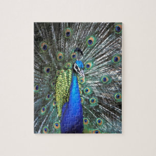 Schöner Pfau spreizt farbenfrohe Federn Puzzle
