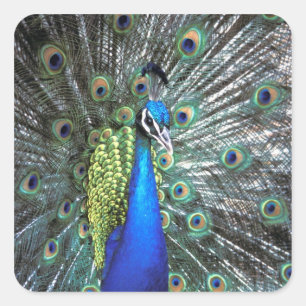 Schöner Pfau spreizt farbenfrohe Federn Quadratischer Aufkleber