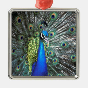 Schöner Pfau spreizt farbenfrohe Federn Silbernes Ornament