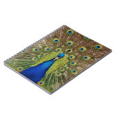 Schöner Pfau- und Schwanz-Federn drucken Notizblock (Linke Seite)