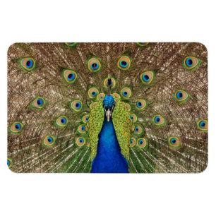 Schöner Pfaudruckmagnet Magnet