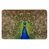 Schöner Pfauendruckmagnet Magnet (Horizontal)