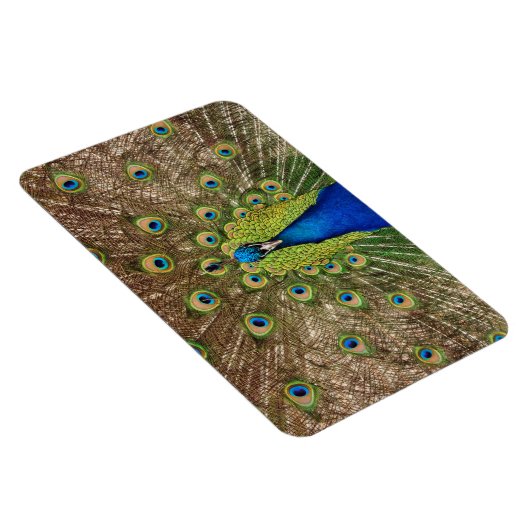 Schöner Pfauendruckmagnet Magnet (Rechte Seite)
