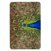 Schöner Pfauendruckmagnet Magnet (Vertikal)