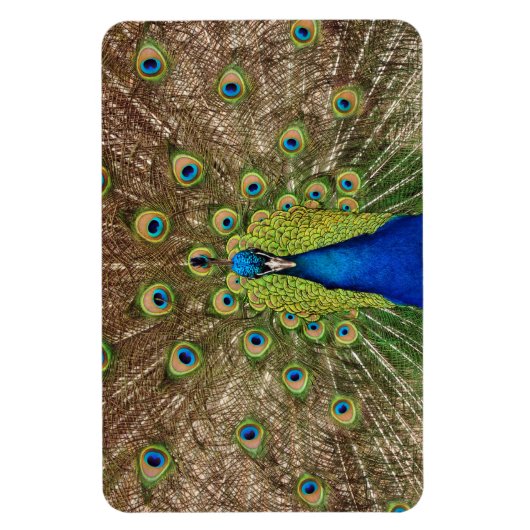 Schöner Pfauendruckmagnet Magnet (Vertikal)