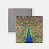 Schöner Pfauendruckmagnet Magnet (Vorderseite/Rückseite)