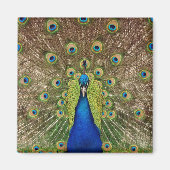 Schöner Pfauendruckmagnet Magnet (Vorne)