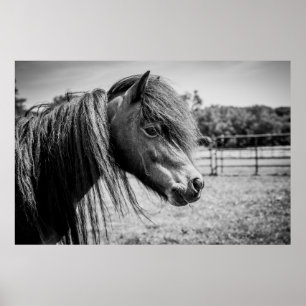 SCHÖNER PFERD POSTER