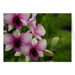 Schöner Phalaenopsis