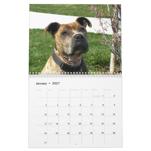 Schöner Pitbulls 2014 Hundekalender Kalender (Jan 2027)