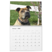 Schöner Pitbulls 2018 Hundekalender Kalender (Jan 2027)
