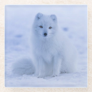 Schöner Polarktischer Fox im Schnee Glasuntersetzer