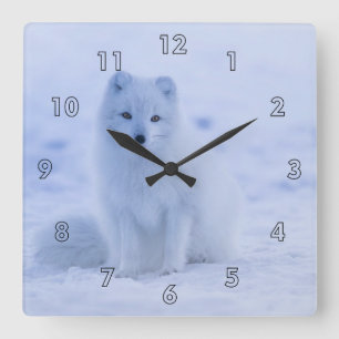 Schöner Polarktischer Fox im Schnee Quadratische Wanduhr