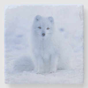 Schöner Polarktischer Fox im Schnee Steinuntersetzer