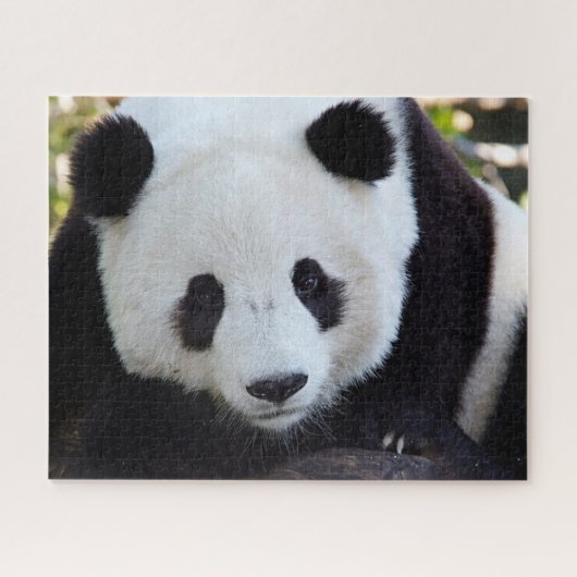 Schöner Riesenpanda, Jigsaw Puzzle (Horizontal)