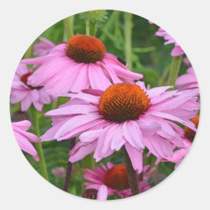 Schöner Rosa Echinacea-Blumendruck Runder Aufkleber