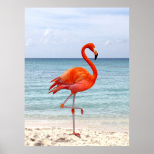 Schöner rosa Flamingo Bird am Strand Poster