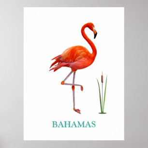 Schöner rosa Flamingovogel & Schilfpflanze auf Wei Poster