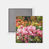 Schöner rosa Rosenmagnet Magnet (Vorderseite/Rückseite)