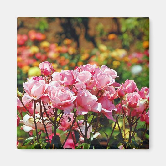 Schöner rosa Rosenmagnet Magnet (Vorne)