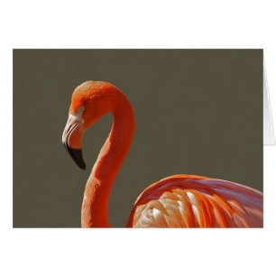Schöner rosaroter Flamingovogel