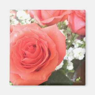 Schöner Rosen-Magnet Magnet