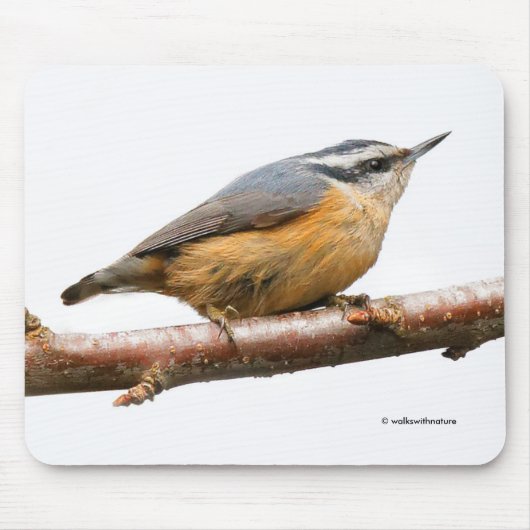 Schöner Rot-Breasted Nuthatch Songbird Mousepad (Vorne)