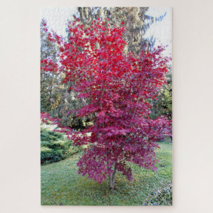 Schöner Rotahorn-Baum Puzzle