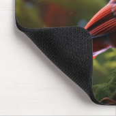 Schöner Roter Kardinal auf einer Baumzweigung Mousepad (Ecke)