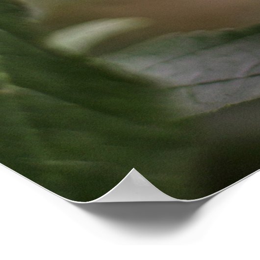 Schöner Roter Kardinal Bird in Tree Poster (Ecke)