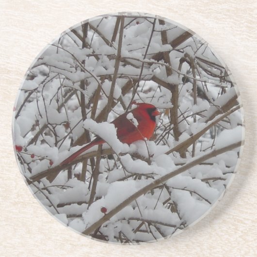 Schöner Roter Kardinal im Untersetzer mit schneebe (Vorne)