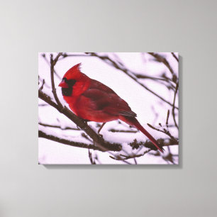 Schöner Roter Kardinal in einem schneebedeckten Ba Leinwanddruck
