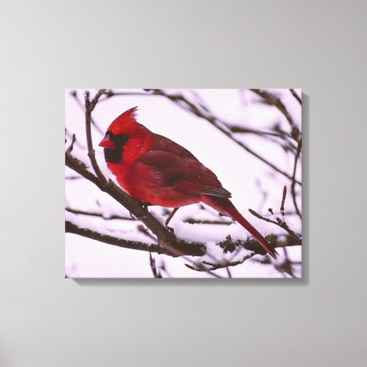 Schöner Roter Kardinal in einem schneebedeckten Ba Leinwanddruck (Vorderseite)
