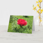 Schöner Roter Mohn Karte (Gelbe Blume)