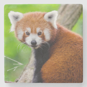 Schöner Roter Panda (Ailurus fulgens) Steinuntersetzer