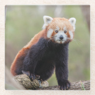 Schöner Roter Panda auf einem Ast Glasuntersetzer