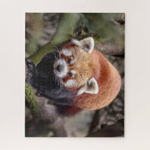 Schöner Roter Panda auf einem Ast Puzzle