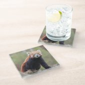 Schöner Roter Panda auf einer Zweigniederlassung Glasuntersetzer (Schrägansicht)