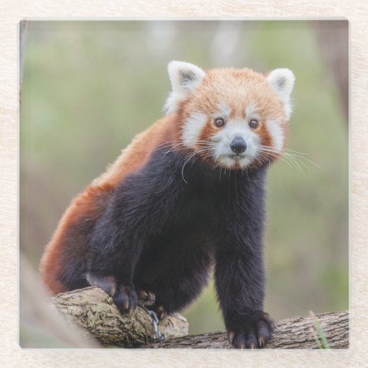 Schöner Roter Panda auf einer Zweigniederlassung Glasuntersetzer (Vorderseite)