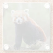 Schöner Roter Panda auf einer Zweigniederlassung Glasuntersetzer (Rückseite)