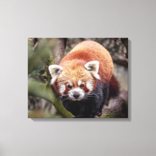 Schöner Roter Panda auf einer Zweigniederlassung Leinwanddruck