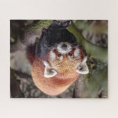 Schöner Roter Panda auf einer Zweigniederlassung Puzzle (Horizontal)