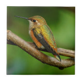 Schöner Rufous Hummingbird auf Twining Vines Fliese (Vorderseite)